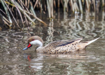 White-cheeked Pintail