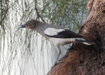 White-cheeked Starling
