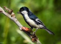 White-cheeked Starling