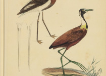 White-cheeked Turaco