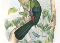White-cheeked Turaco