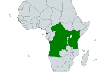 White-chested Illadopsis