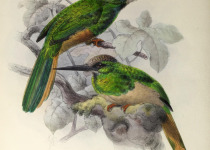 White-chinned Jacamar