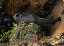 White-chinned Swift