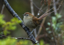 White-chinned Thistletail