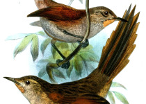 White-chinned Thistletail