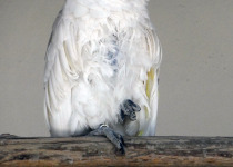 White Cockatoo