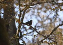 White-collared Blackbird