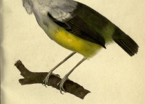 White-collared Manakin