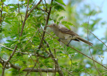 White-crested Elaenia
