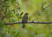 White-crested Elaenia