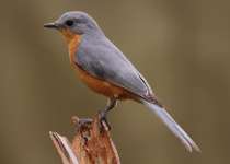 White-crested Helmetshrike