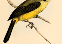 White-crested Spadebill