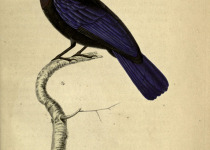 White-crested Spadebill