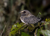White-crested Spadebill