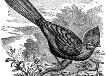 White-crested turaco