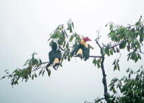 White-crowned Hornbill