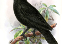 White-crowned Manakin