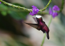 White-crowned Manakin