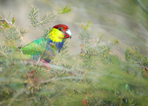 White-crowned Pigeon