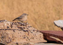 White-crowned Wheatear