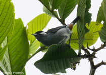 White-eared Conebill