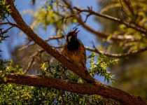 White-eared Honeyeater