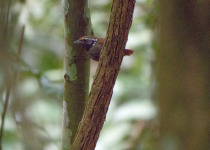 White-eared Shrike-Babbler