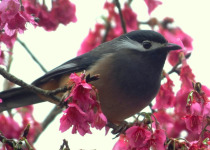 White-eared Sibia