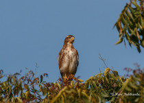 White-eyed Buzzard