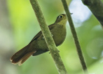 White-eyed Foliage-gleaner