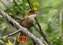 White-eyed Foliage-gleaner