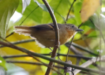 White-eyed Foliage-gleaner