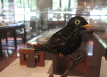 White-eyed River Martin