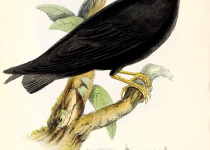 White-eyed River Martin