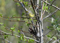 White-eyed Vireo