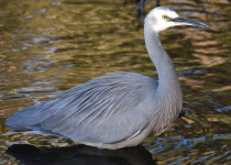 White-faced Heron