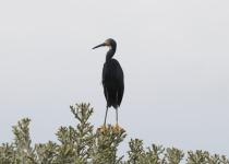 White-faced Heron