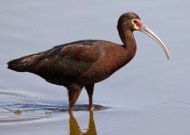 White-faced Ibis