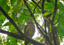 White-faced Quail-Dove