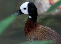 White-faced Whistling Duck