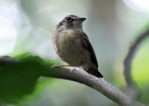 White-flanked Antwren