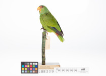 White-fronted Amazon