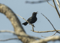 White-fronted Chat
