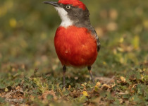 White-fronted Chat