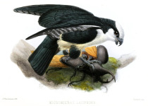 White-fronted Falconet