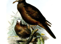 White-fronted Fruit Dove