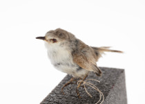 White-fronted Gerygone