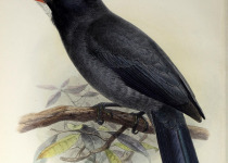 White-fronted Nunbird