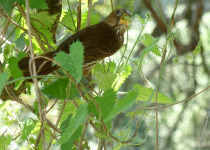 White-fronted Seedeater